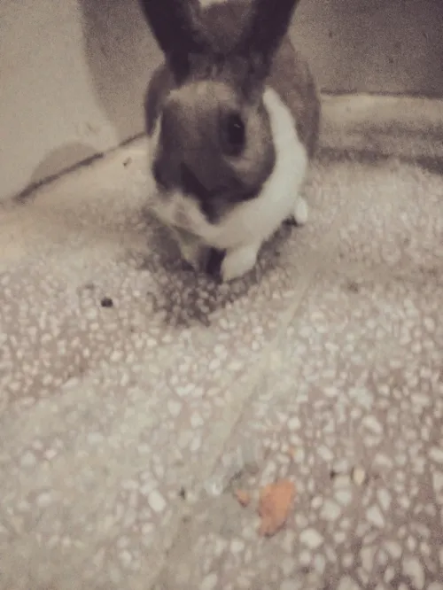 خرگوشم یهویی^ ^