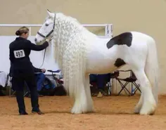 اینم یه اسب قشنگ وناز