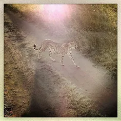 The Mara is always full of surprises and cheetahs are get