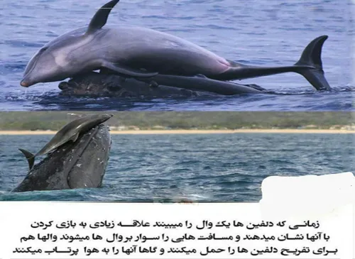 دلفین ها از وال ها سواری میگیرند