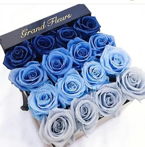 flower rose blue