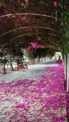 تونلی زیبا از گل های کاغذی در شهرستان جم در استان زیبای #