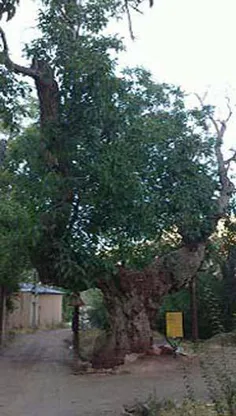 درخت گردوی1300ساله