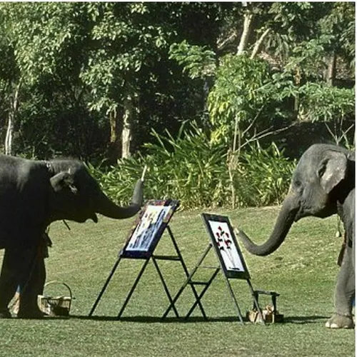 فیل هایی که نقاشی میکشند !