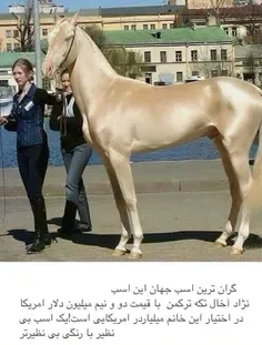 گرون ترین اسب جهان