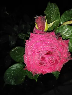 شب بارونی.... گل رز
