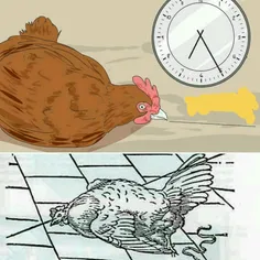جالبه بدونید اگر شما سر یک مرغ را ثابت نگه دارید و در حال