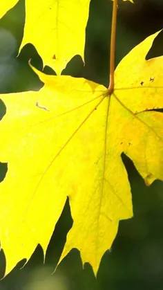 #Wallpaper #Fall leaf