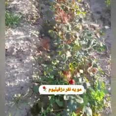 مزرعه ی پرورش گل خودم نوروز ۱۴۰۲ بعد برداشت دوم 🌹🌹🌹