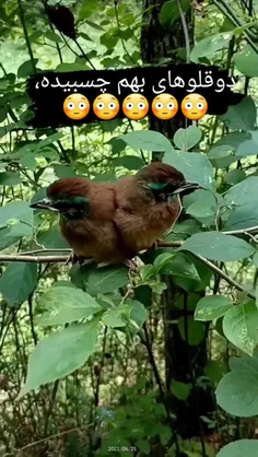 دو پرنده 🐦🐦 به هم چسبیده 🤔😮