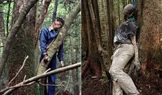 جنگل آئوکیگاهارا:که با عنوان‌های جنگل خودکشی، دریای درختا