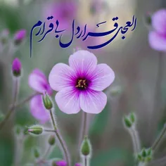 💚🌹💚 ‌هر روز بہ یادت هستم سلام بر پدر همہ عالم روز بخیر ام