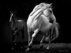 عاشق اسب هستم..