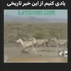 فقط  قیافه گزار شگر