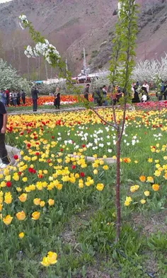 جشنواره گل لاله کندوان