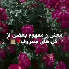 بسی هم زیبا