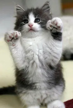 #Kitten