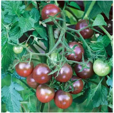 بذر گوجه در طیف کامل رنگی 