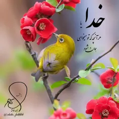 خدایا هر آنچه تو میخواهی، همان شود