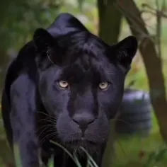 پلنگ سیاه (به انگلیسی: Black panther) به‌طور معمول به نوع