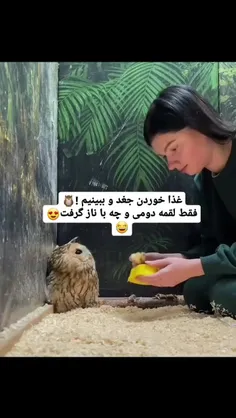 جغد ناز