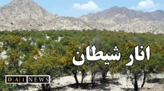 امکان تکثیر درخت روبه انقراض «انارشیطان» در جنوب کرمان فر