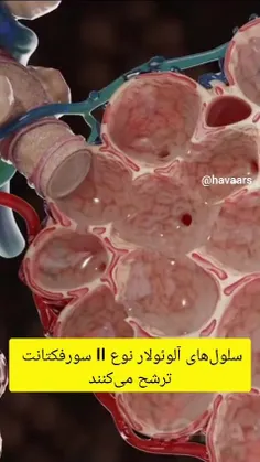 ♦️سلول‌های آلوئولار نوع II نقش حیاتی در حفظ هموستاز ریه و