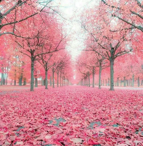 تصویری خاص و زیبا از پادشاه فصل ها پاییز در کشور سوئد که 