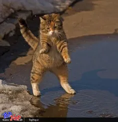 بازی گربه با آب