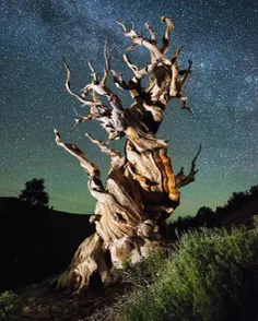 تصویری رویاگون از یک کاج زبره کهنسال در زیر آسمان پر ستار