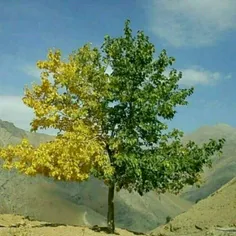 درختی در کرج وجود دارد که به دلیل وجود تفاوت دما در دو طر