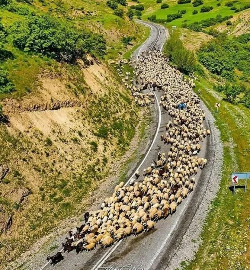 سعید فلاحی سعید فلاحی زانا کوردستانی زانا کوردستان لیلا ل