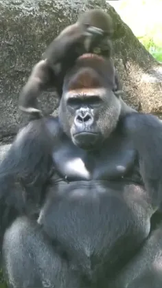 گوریل (به فرانسوی: Gorille) جانوری از بزرگ‌ترین راسته نخس