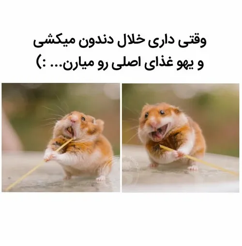 مجله ژوبیک