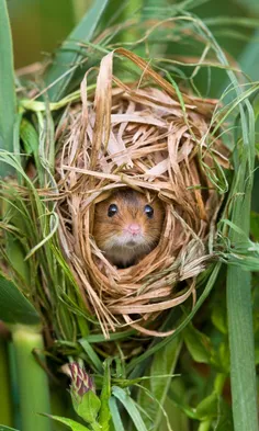 📎  Title: Harvest mouse nesting in reeds, France
