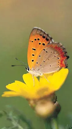 پروانه خوشکل