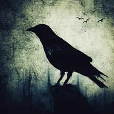 #Black #Birds