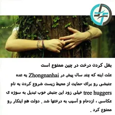 #درخت#طبیعت#china#treehuggers#naturefarsifacts 