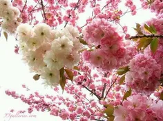 شکفتن شکوفه هاى گىلاس