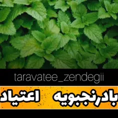 گیاه بادرنجبویه که نام علمی آن ملیسا است، از خانواده‌ی نع