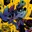 gisha_she