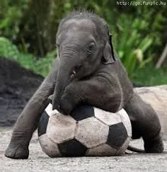 فیل وفوتبال جام جهانی
