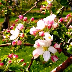 کاش باران بزند سبزه ها مست شوند 💟