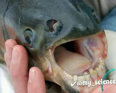 کشف یک ماهی در دریاچه لیچفیلد آمریکا با دندان های شبیه ان