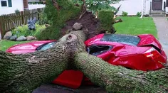 افتادن یک درخت روی یک خودروی پارک شده در اثر توفان و باد 