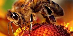شغل زنبورداری یا پرورش زنبور عسل نظیر مشاغلی مانند ؛ پرور