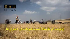 کشت حبوبات در دیم‌زارهای کرمانشاه در اولویت طرح جهش تولید