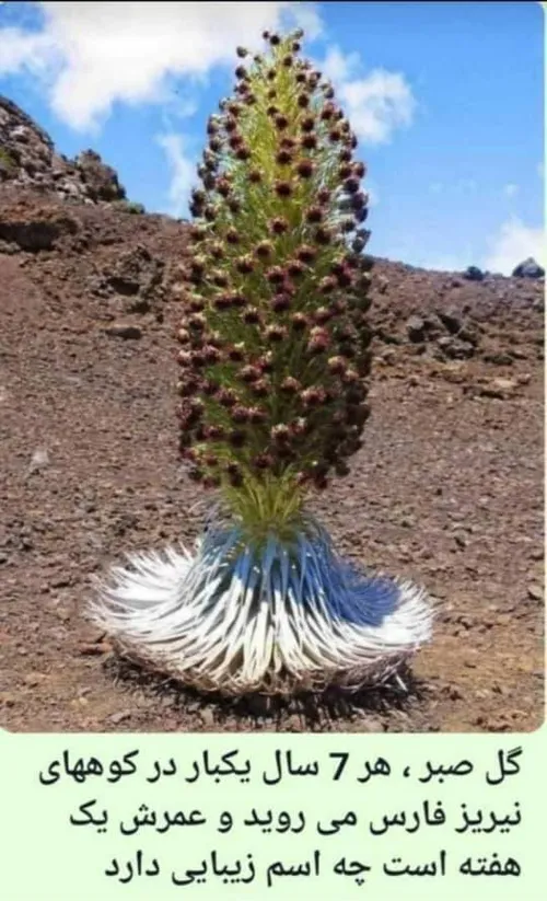 گل صبر هر ۷ سال یکبار در کوههای نیریز فارس میروید و عمرش 
