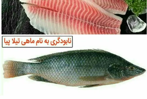 ماهی تیلاپیا در بسیاری از کشورها به ماهی فقرا معروف است چ