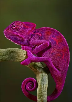 #Chameleon